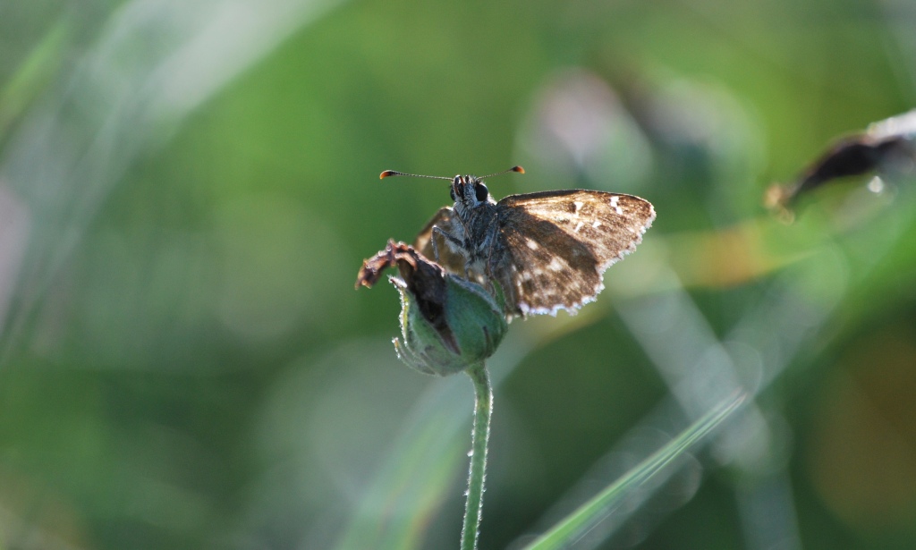 Dubbio Carcharodus